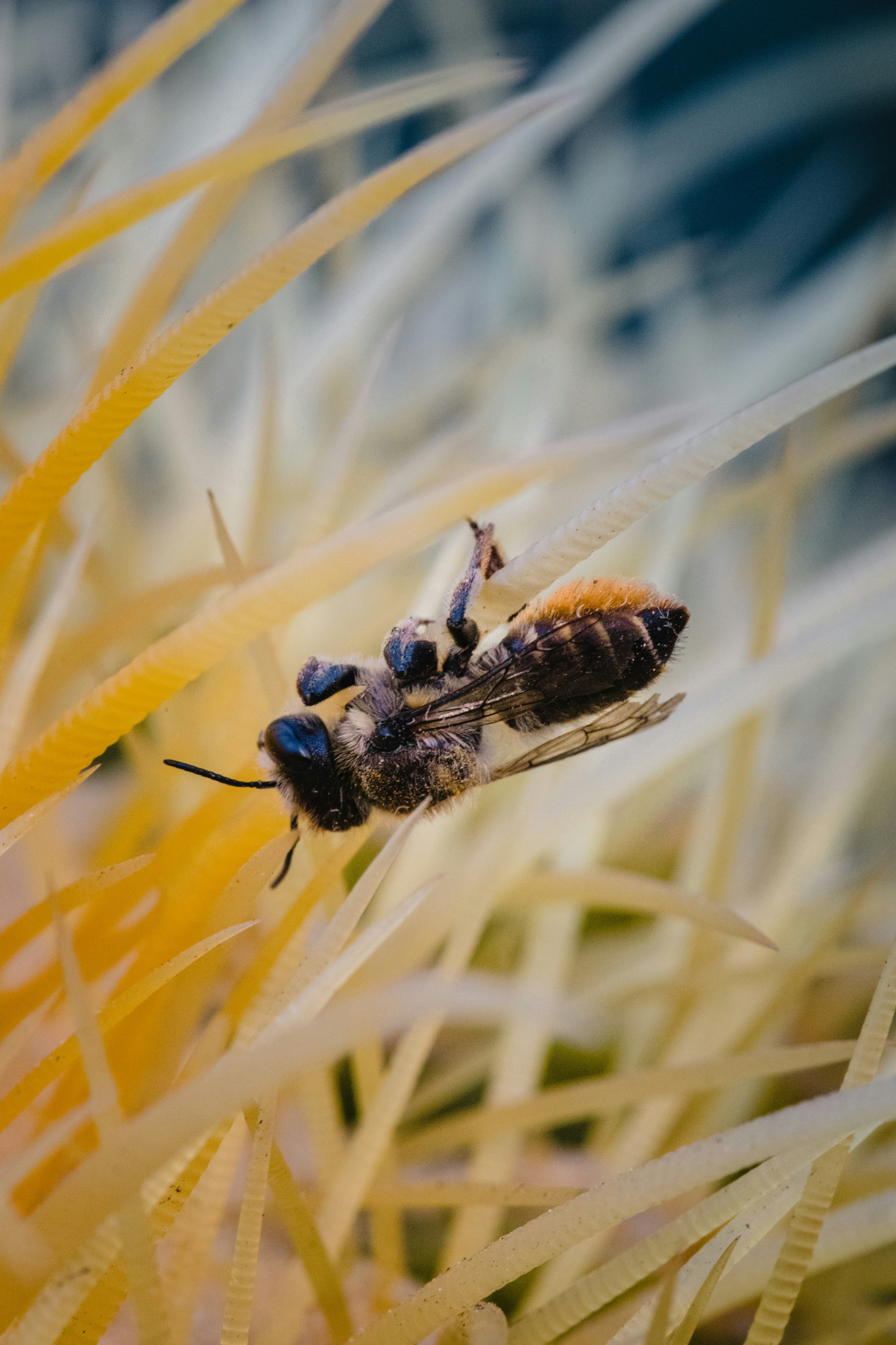 brown and black bee